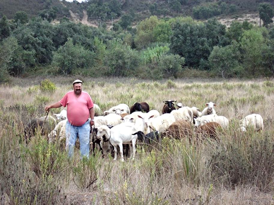 Shepard in S. Marcos da Serra, Algarve