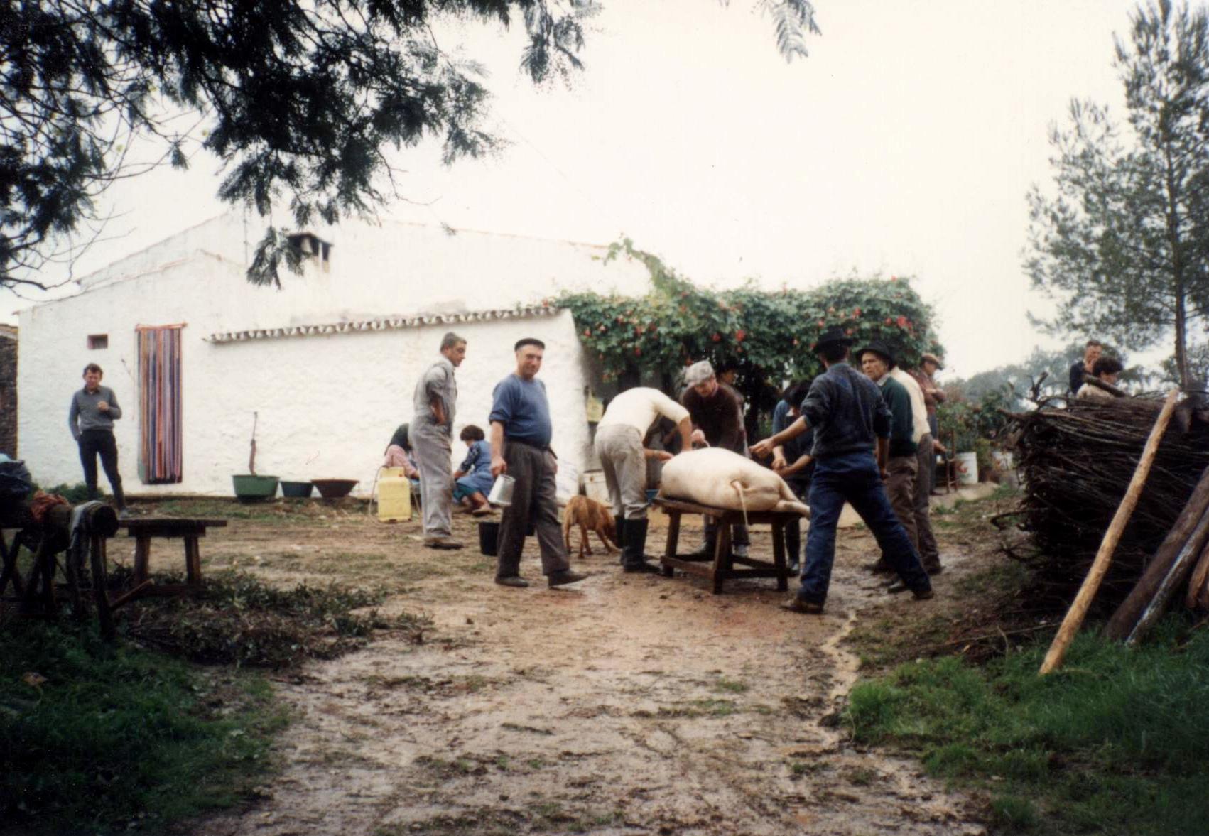 traditional pig slaughter, matança